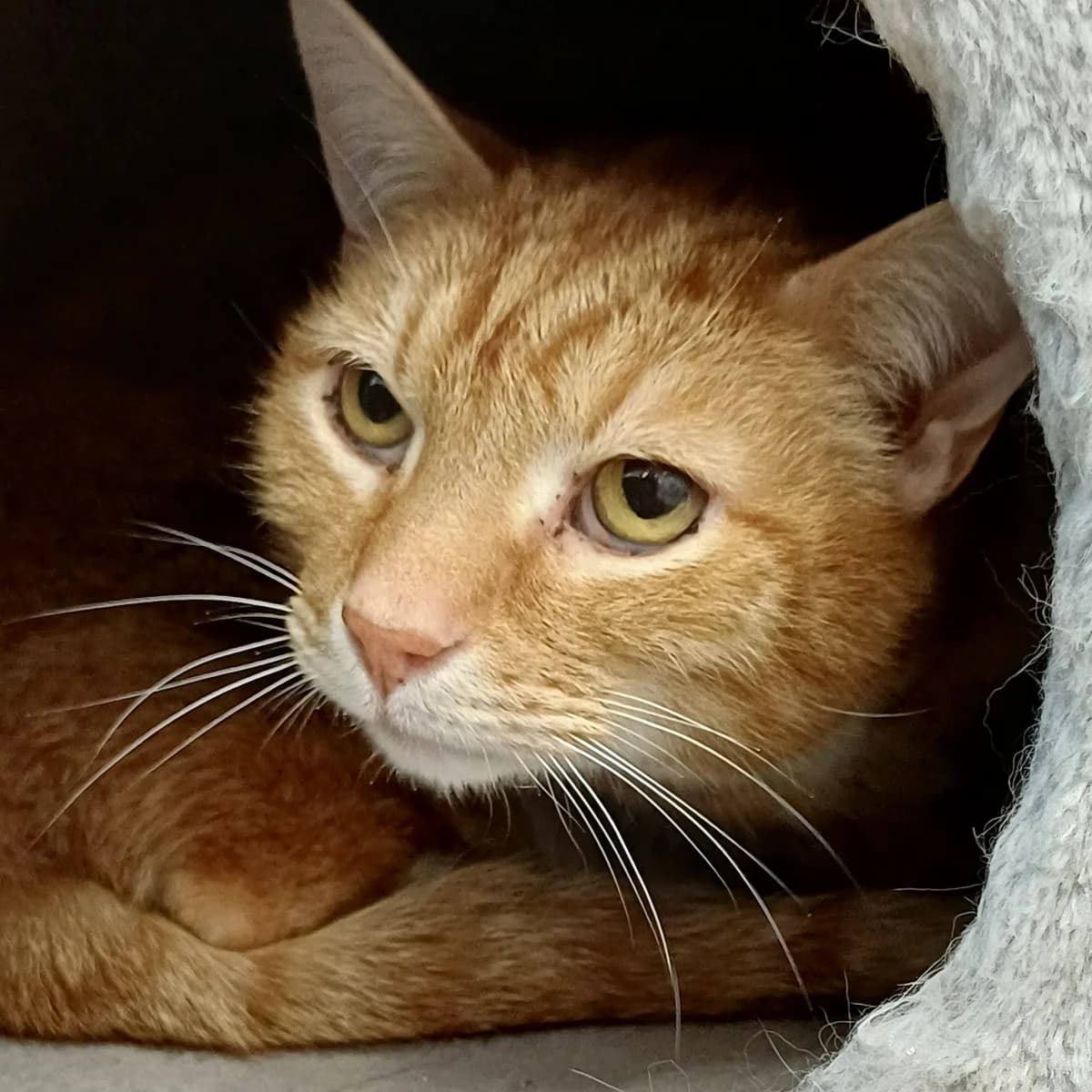 Elvis, male Mixed Breed for adoption at Södertälje Katthem