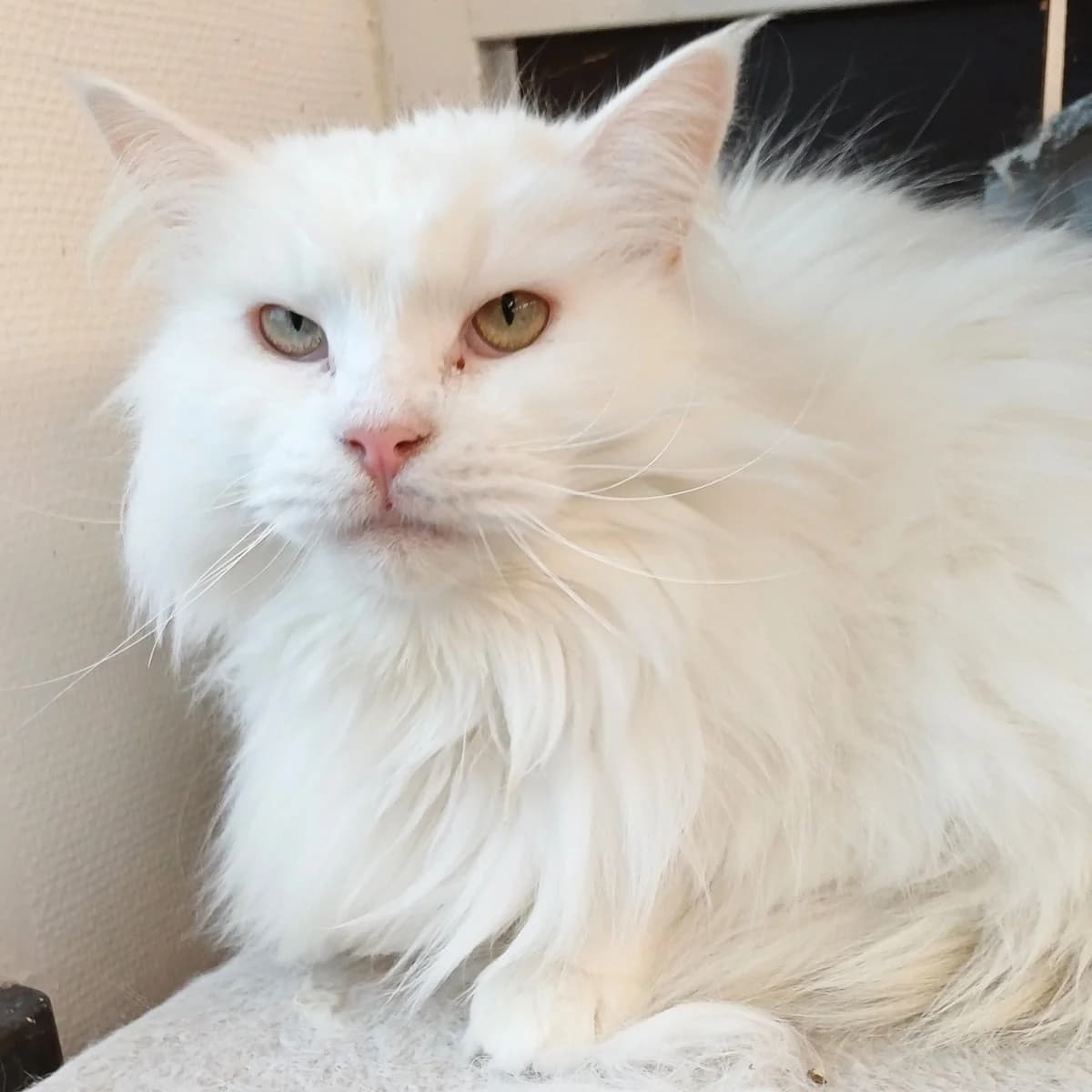 Evita, female Mixed Breed for adoption at Södertälje Katthem