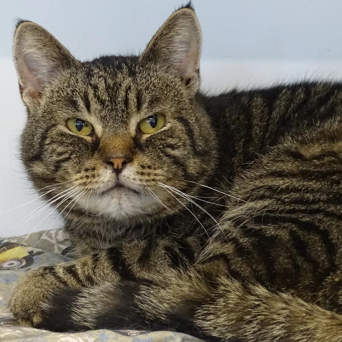 Frank, male Mixed Breed for adoption at Södertälje Katthem