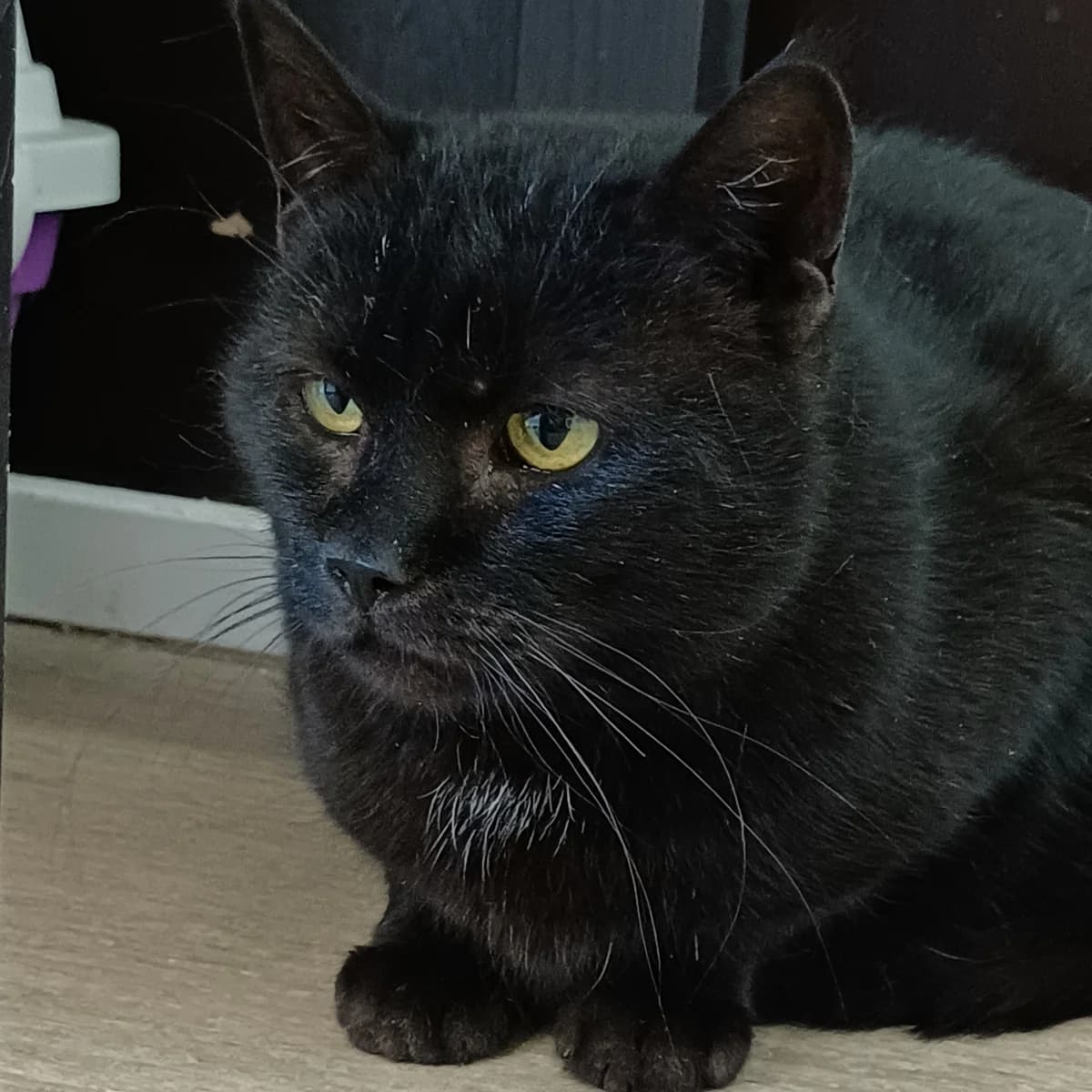 Fred, male Mixed Breed for adoption at Södertälje Katthem