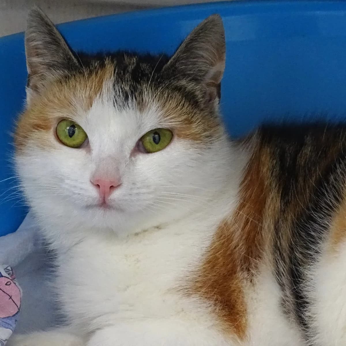 Jodie, female Mixed Breed for adoption at Södertälje Katthem