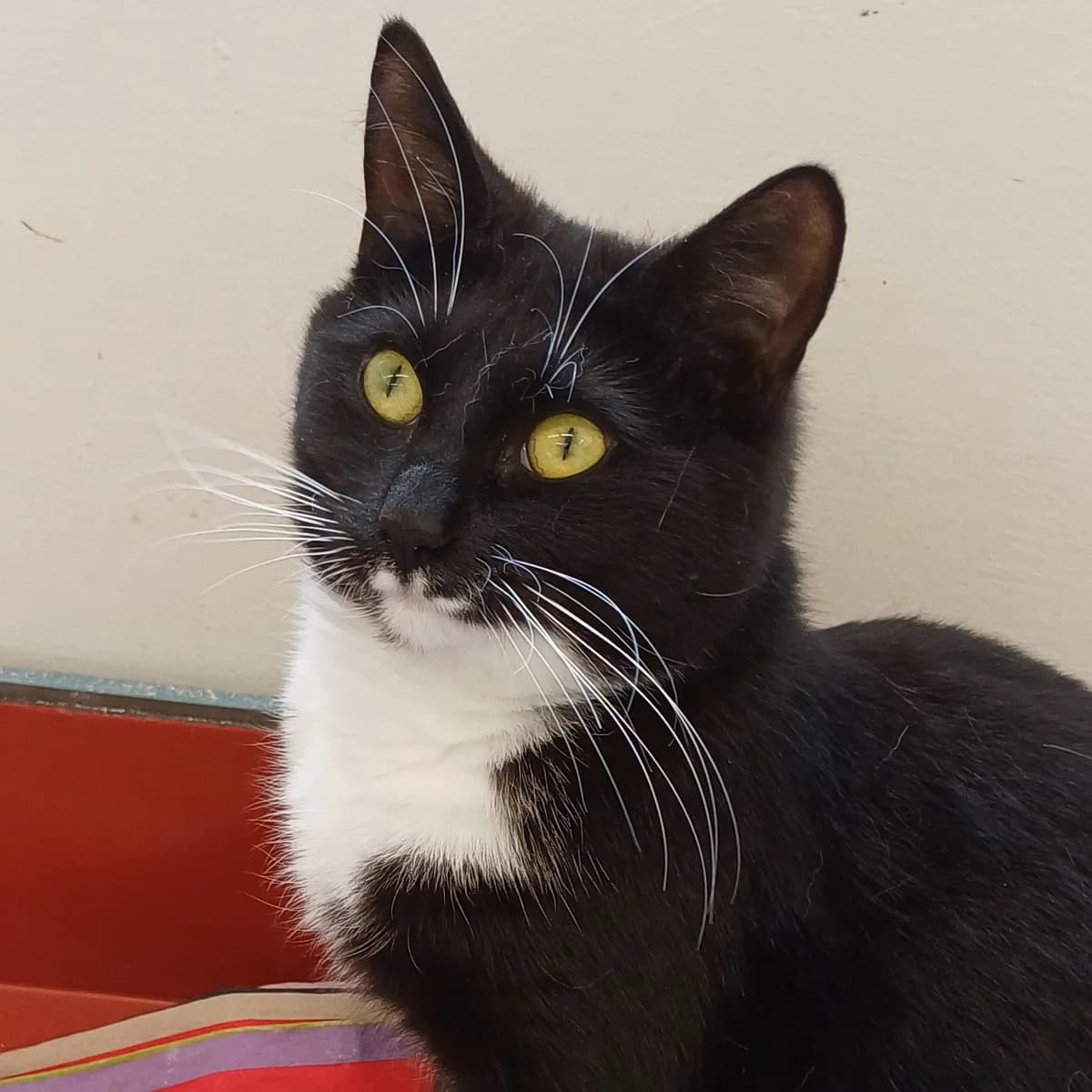 Ruby, female young Mixed Breed for adoption at Södertälje Katthem