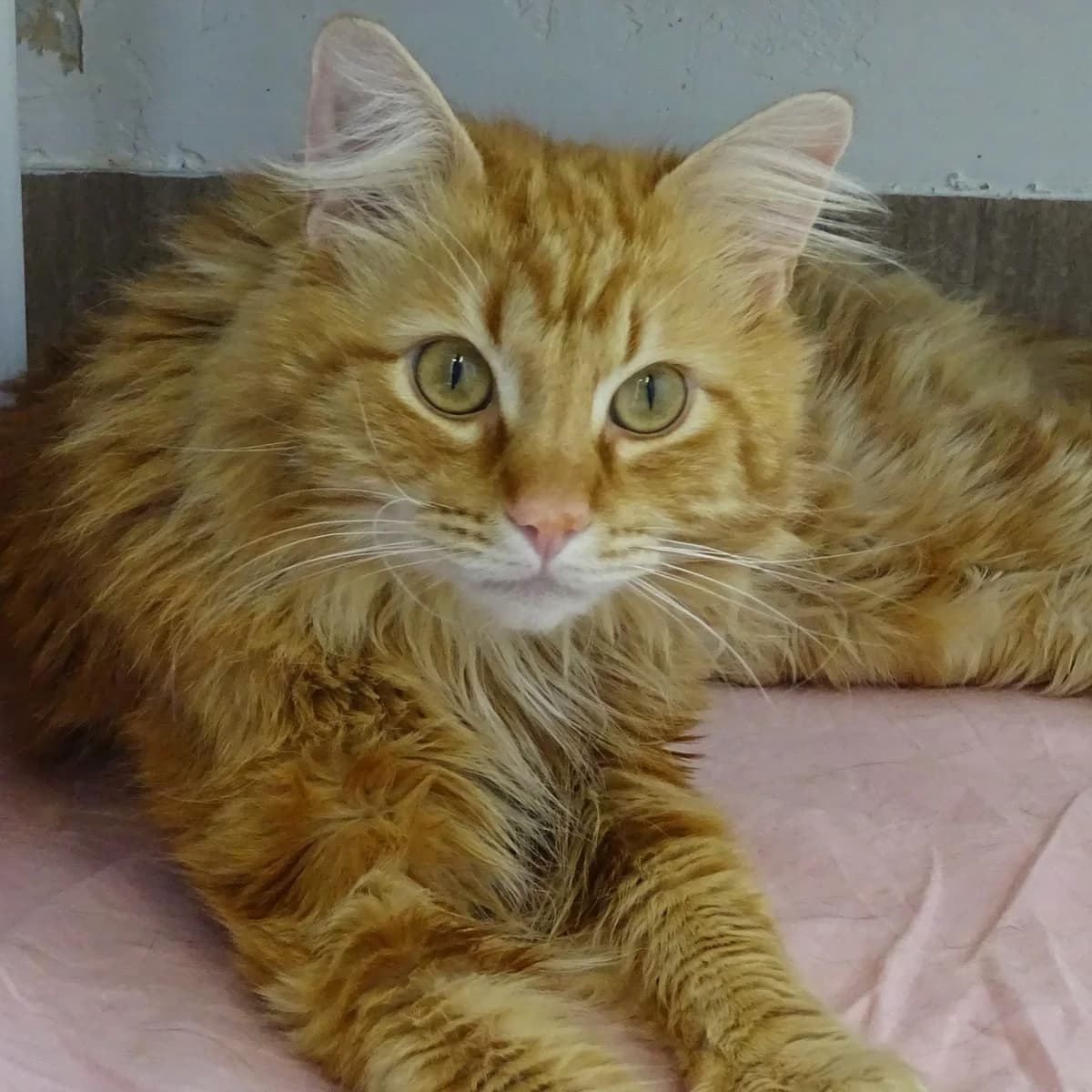 Alexandro, male young Mixed Breed for adoption at Södertälje Katthem