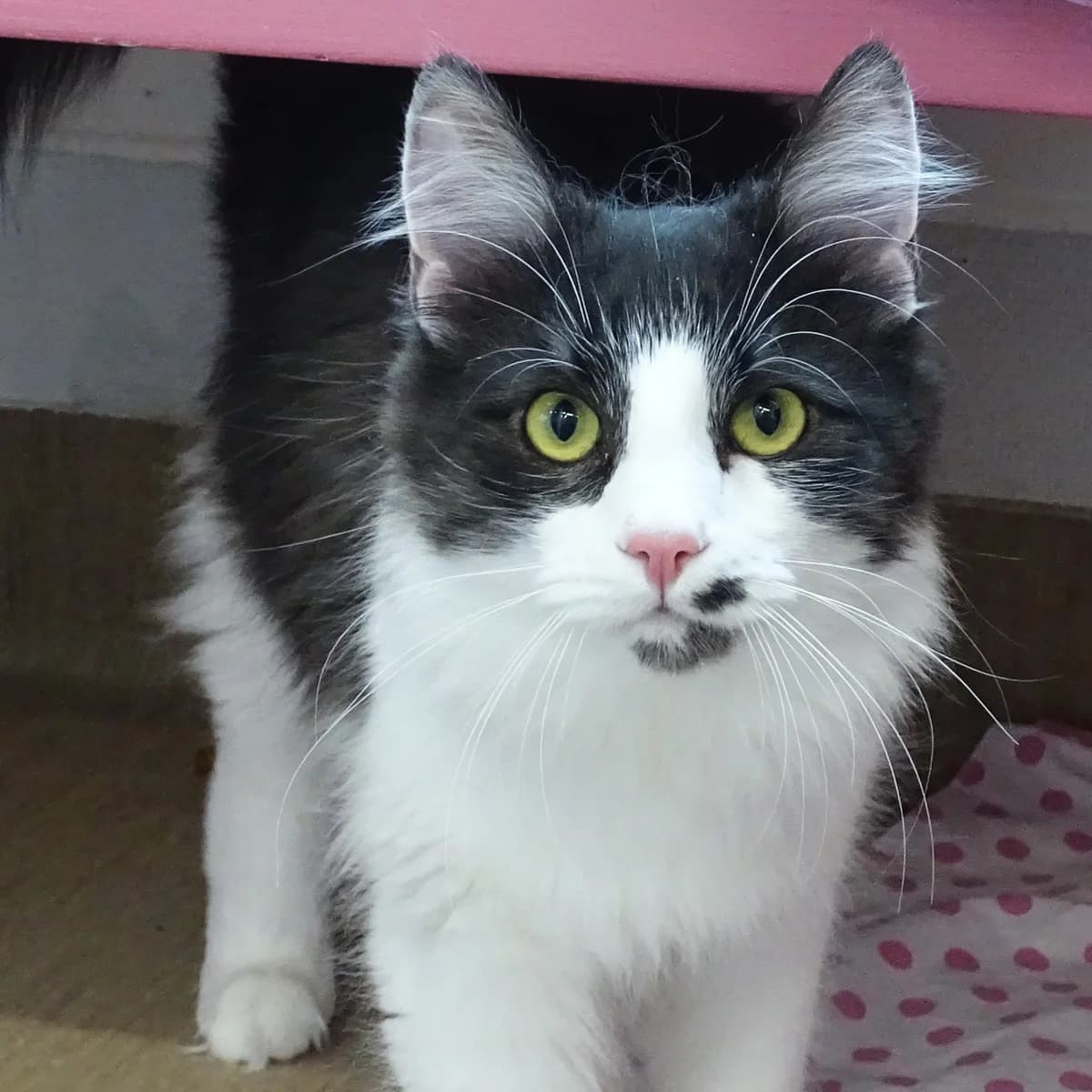 Alexius, male young Mixed Breed for adoption at Södertälje Katthem