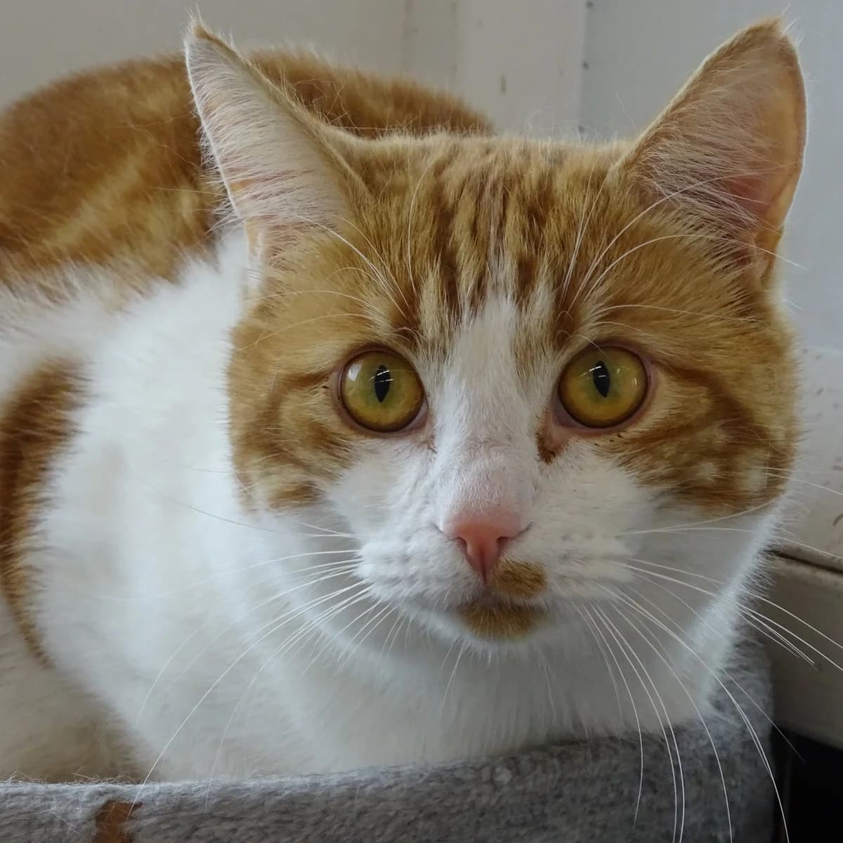 Constantin, male young Mixed Breed for adoption at Södertälje Katthem