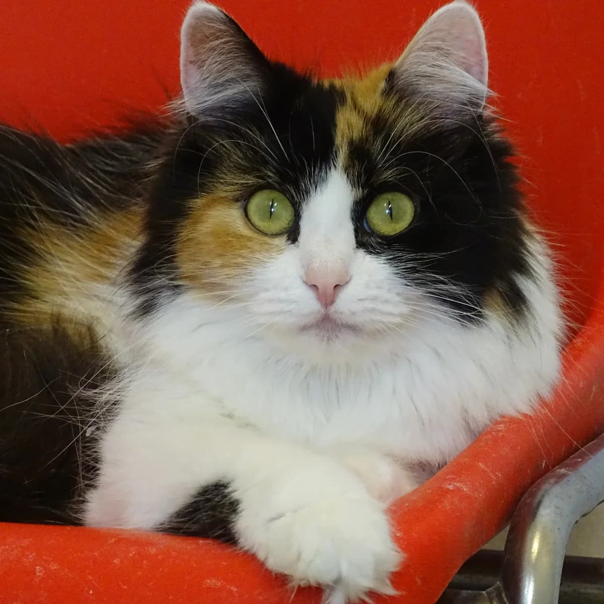 Grynet, female young Mixed Breed for adoption at Södertälje Katthem