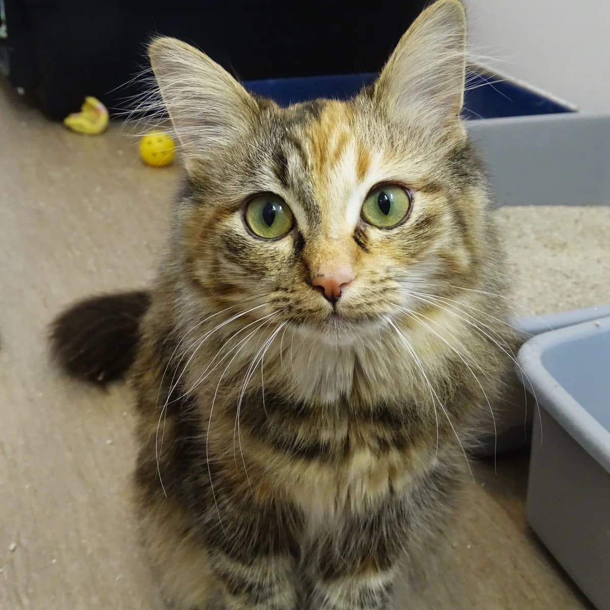 Henna BOKAD, female young Mixed Breed for adoption at Södertälje Katthem