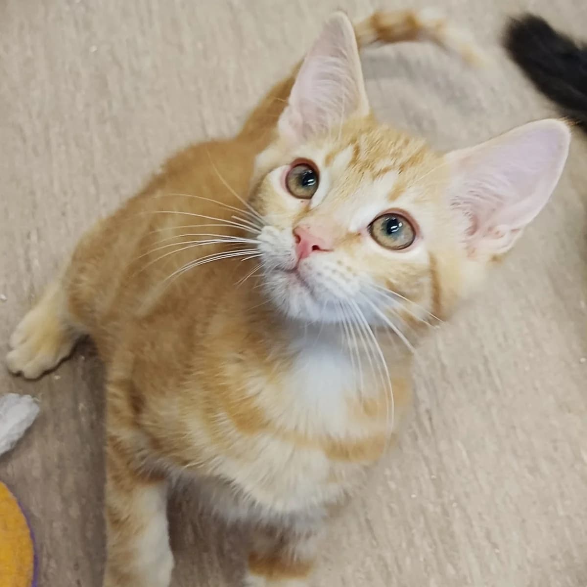 Ping, gra female Mixed Breed for adoption at Södertälje Katthem