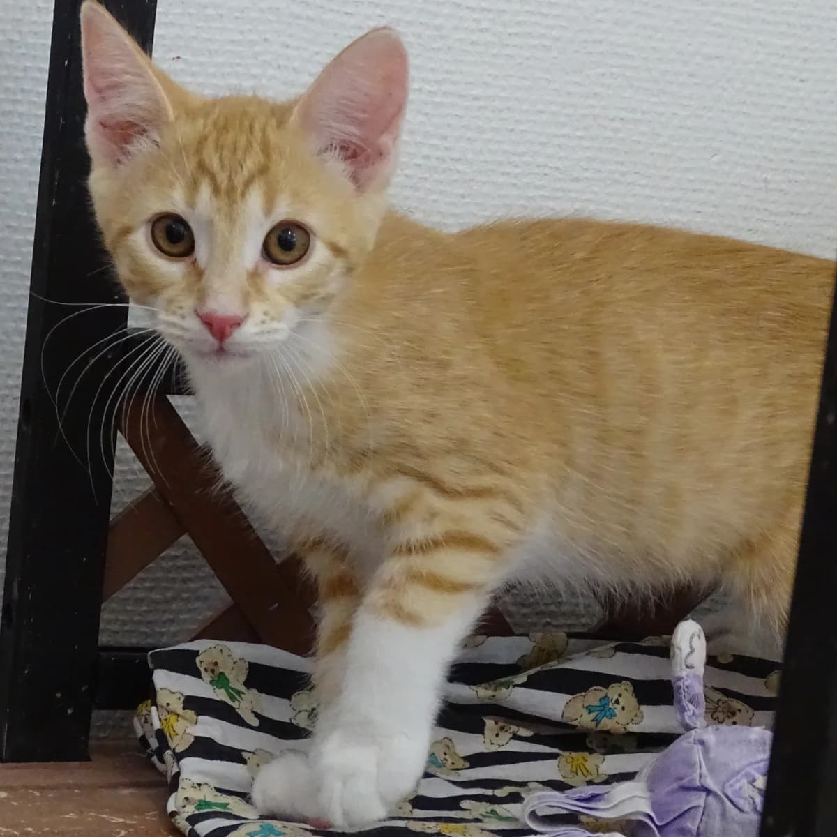 Pinja BOKAD, gra female Mixed Breed for adoption at Södertälje Katthem