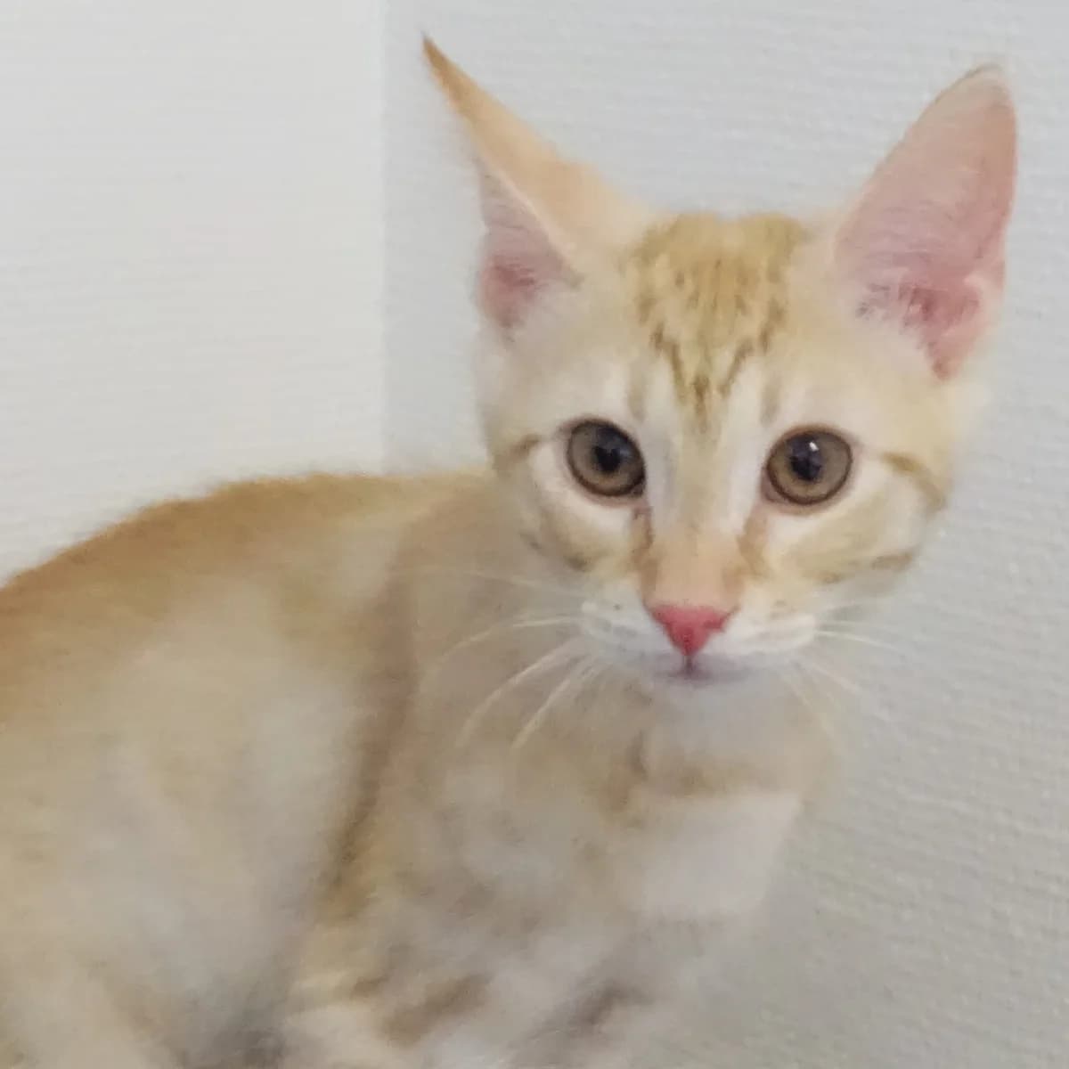 Pinoccio, gra male Mixed Breed for adoption at Södertälje Katthem