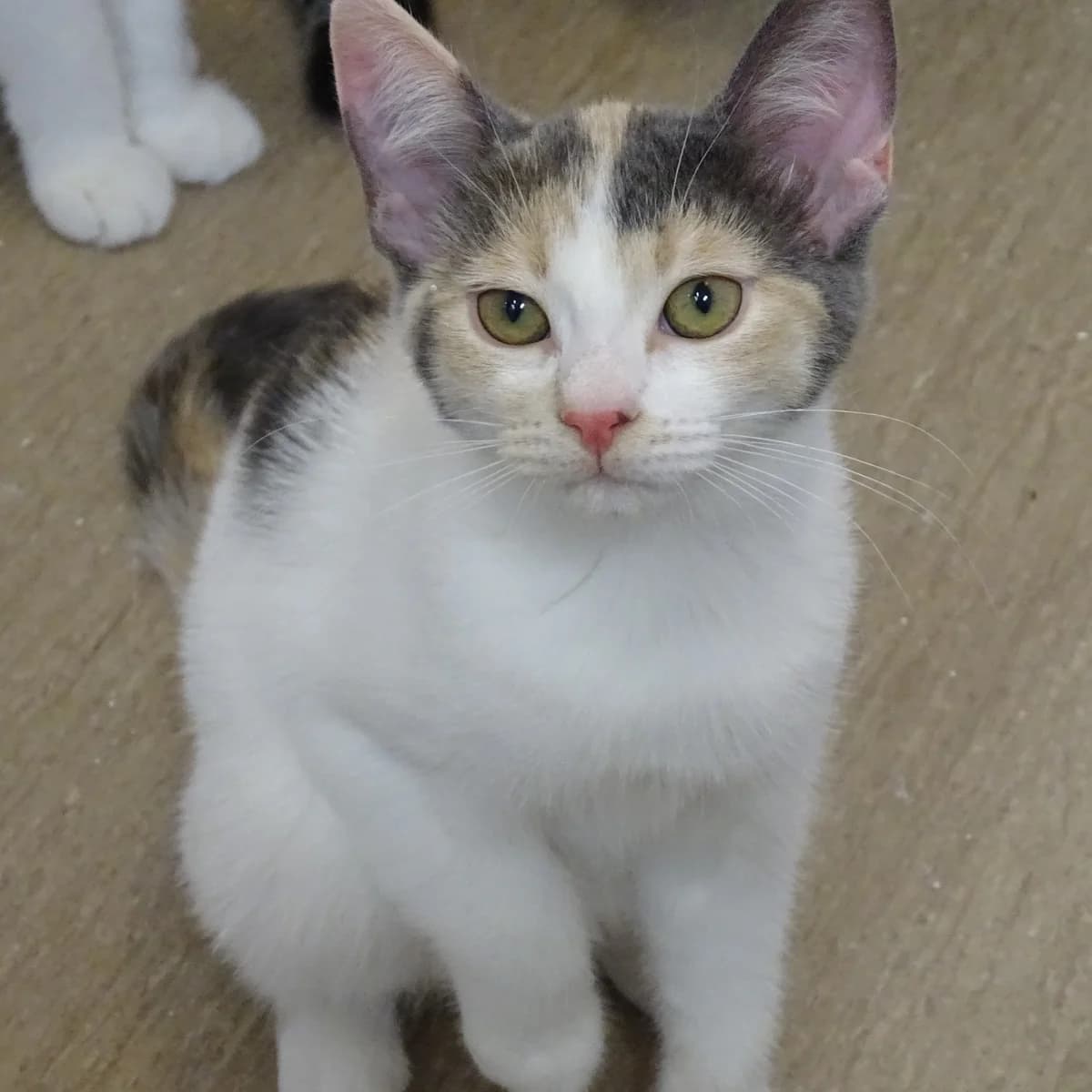 Fanta, female puppy Mixed Breed for adoption at Södertälje Katthem