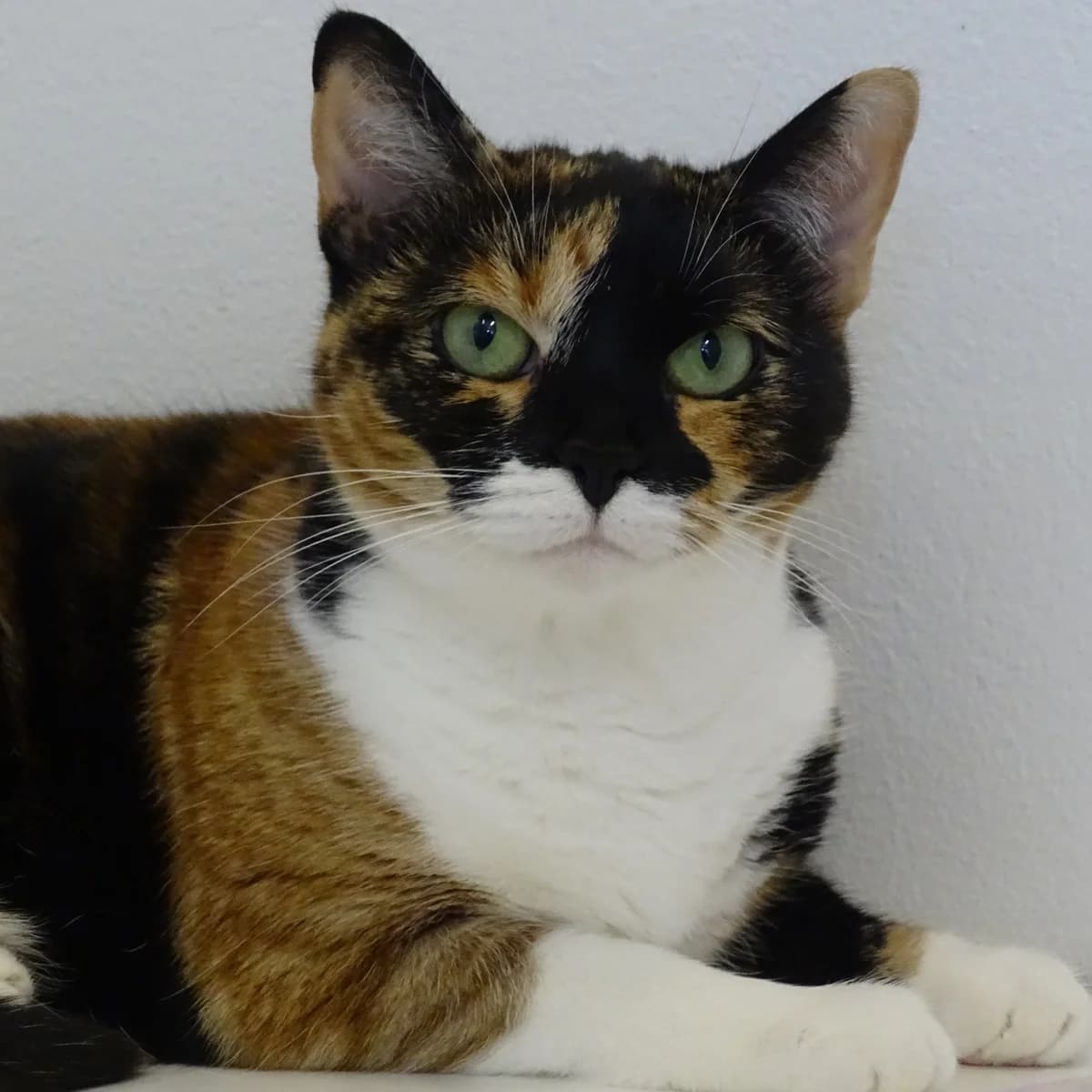 Jolina, female 4yo Mixed Breed for adoption at Södertälje Katthem