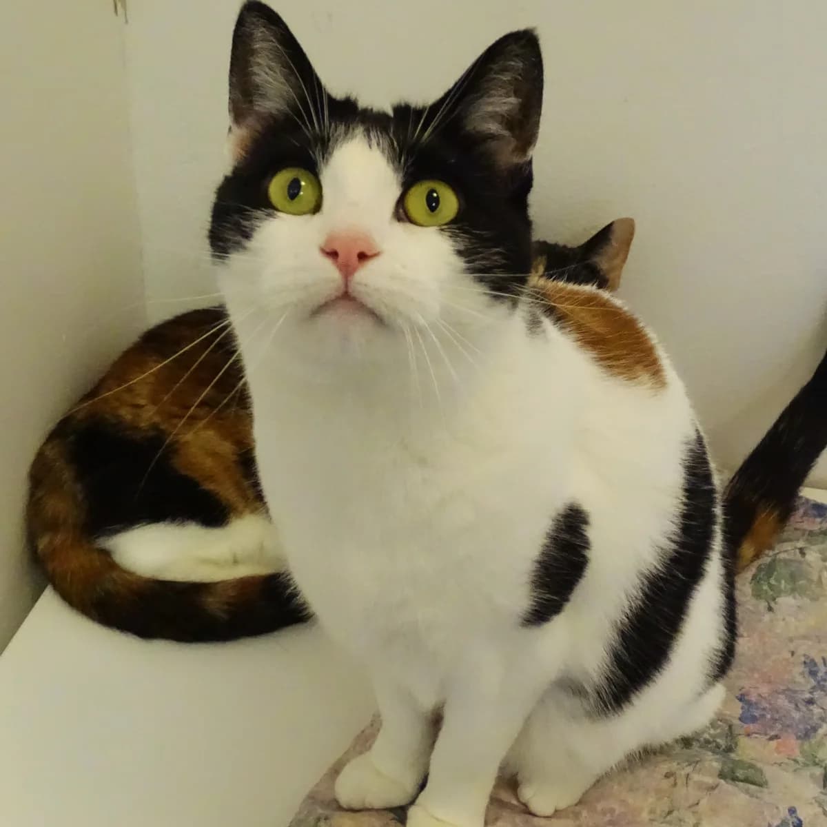 Jonna, female 5yo Mixed Breed for adoption at Södertälje Katthem