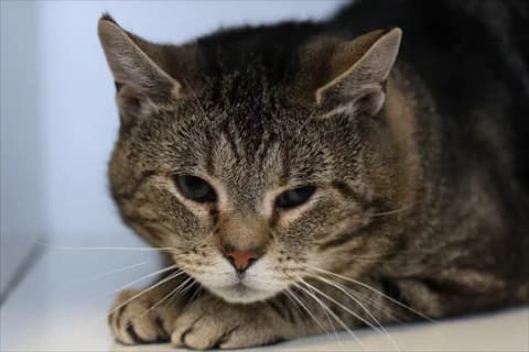 Amaretto, male 5yo Mixed Breed for adoption at Stockholms Katthem, Stockholms Katthem