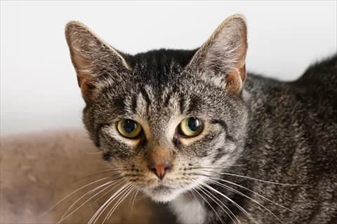 Amillier, vit Mixed Breed for adoption at Stockholms Katthem, Stockholms Katthem