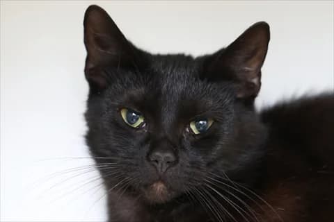 Anzai, svart Mixed Breed for adoption at Stockholms Katthem, Stockholms Katthem