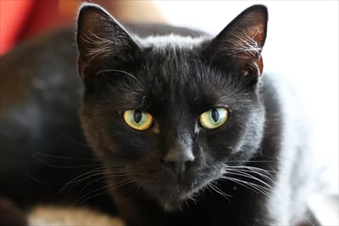 Asaf, svart Mixed Breed for adoption at Stockholms Katthem, Stockholms Katthem