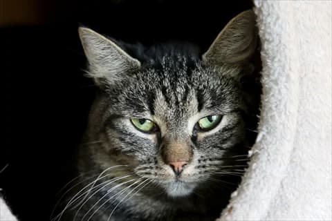 Ayub, male young Mixed Breed for adoption at Stockholms Katthem, Stockholms Katthem