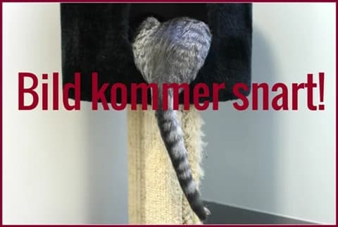 Bernt, male 4yo Mixed Breed for adoption at Stockholms Katthem, Stockholms Katthem