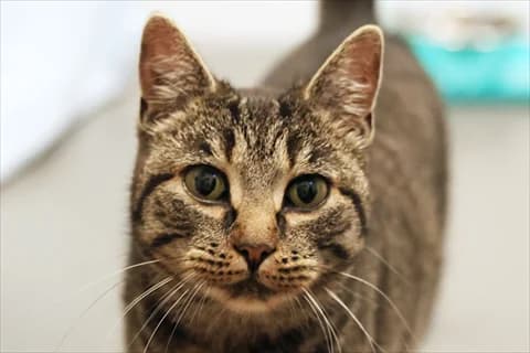 Brummelisa 2, Mixed Breed for adoption at Stockholms Katthem, Stockholms Katthem