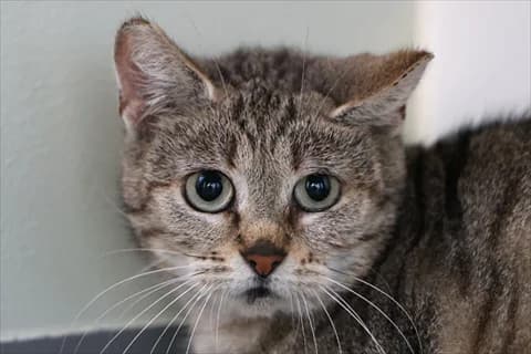 Camellia, female 5yo Mixed Breed for adoption at Stockholms Katthem, Stockholms Katthem
