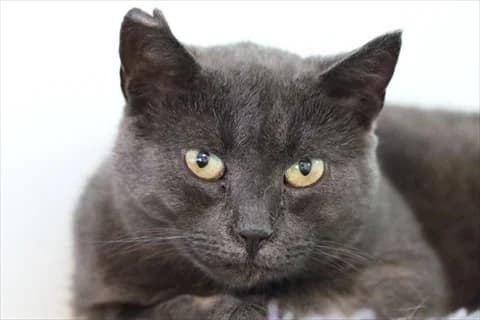 Cetus, grå male 6yo Mixed Breed for adoption at Stockholms Katthem, Stockholms Katthem