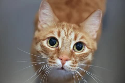 Charles 3, 5yo Mixed Breed for adoption at Stockholms Katthem, Stockholms Katthem