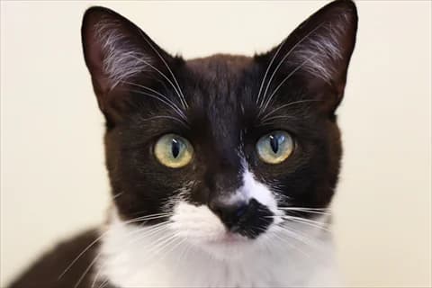 Charlie 8, svart young Mixed Breed for adoption at Stockholms Katthem, Stockholms Katthem