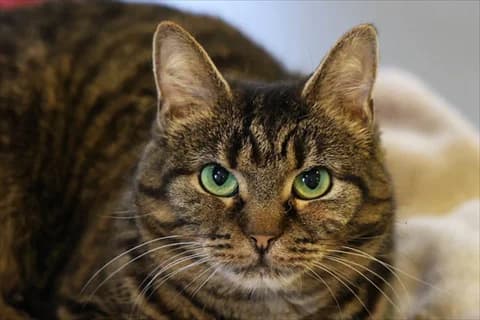 Chrisanna, female mixed breed for adoption at Stockholms Katthem, Stockholms Katthem