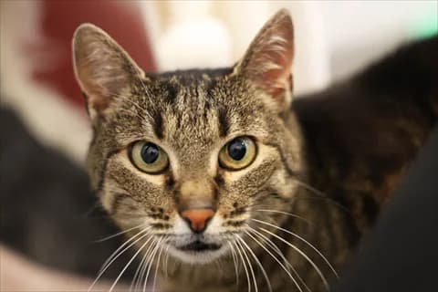 Cica, senior mixed breed for adoption at Stockholms Katthem, Stockholms Katthem
