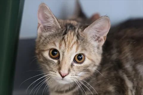 Citrix, grå female 5yo Mixed Breed for adoption at Stockholms Katthem, Stockholms Katthem