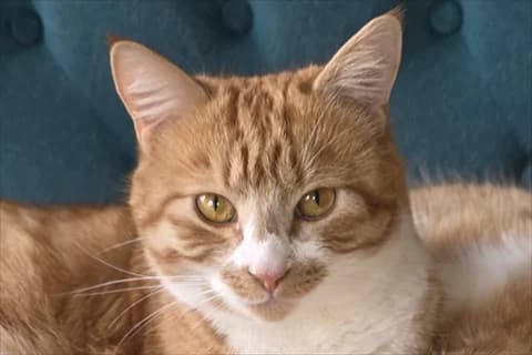 Corwin, vit male 4yo Mixed Breed for adoption at Stockholms Katthem, Stockholms Katthem