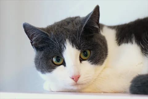 Cosmos, vit male young Mixed Breed for adoption at Stockholms Katthem, Stockholms Katthem