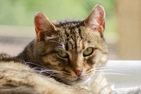 Darnina, female senior Mixed Breed for adoption at Stockholms Katthem, Stockholms Katthem