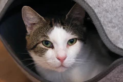 Duncan, vit Mixed Breed for adoption at Stockholms Katthem, Stockholms Katthem