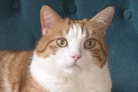 Erwin, vit male 6yo Mixed Breed for adoption at Stockholms Katthem, Stockholms Katthem