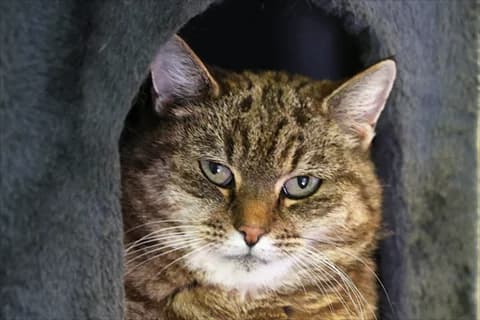 Everly, female senior Mixed Breed for adoption at Stockholms Katthem, Stockholms Katthem