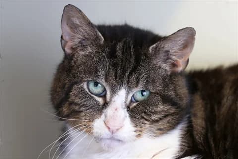 Godfrey, vit male 6yo Mixed Breed for adoption at Stockholms Katthem, Stockholms Katthem