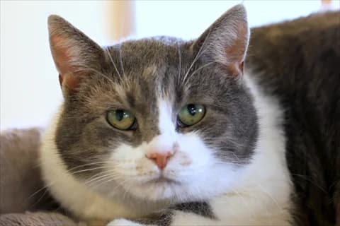 Hulda 3, grå female 5yo mixed breed for adoption at Stockholms Katthem, Stockholms Katthem