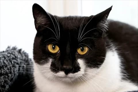 Ingmar, svart young Mixed Breed for adoption at Stockholms Katthem, Stockholms Katthem