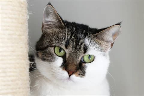 Judit, vit mixed breed for adoption at Stockholms Katthem, Stockholms Katthem