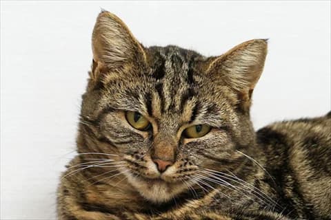 Kanika, female 3yo Mixed Breed for adoption at Stockholms Katthem, Stockholms Katthem