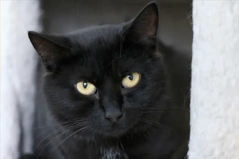 Kara 2, svart female 5yo mixed breed for adoption at Stockholms Katthem, Stockholms Katthem