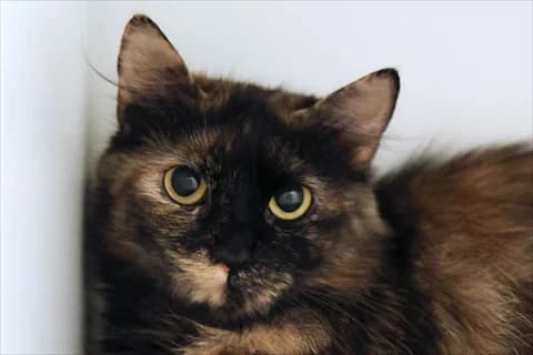 Ketty, Mixed Breed for adoption at Stockholms Katthem, Stockholms Katthem