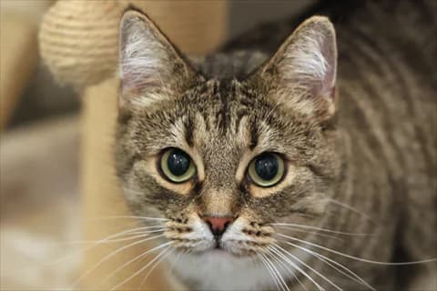 Kiri 2, vit Mixed Breed for adoption at Stockholms Katthem, Stockholms Katthem