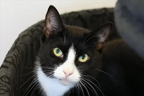 Klint, svart male 4yo Mixed Breed for adoption at Stockholms Katthem, Stockholms Katthem