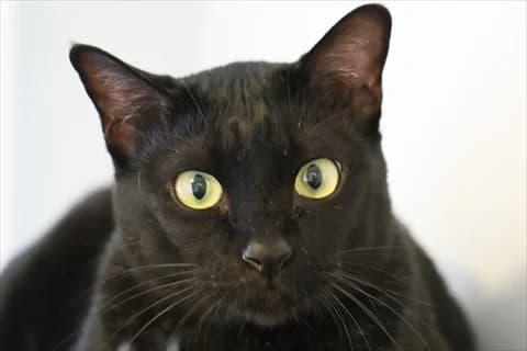Kobi 2, svart 6yo mixed breed for adoption at Stockholms Katthem, Stockholms Katthem