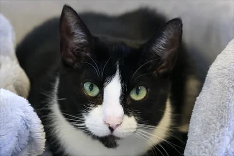 Kristel, svart female 5yo Mixed Breed for adoption at Stockholms Katthem, Stockholms Katthem