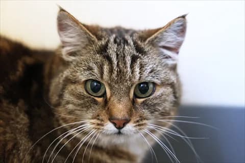 Leon 2, Mixed Breed for adoption at Stockholms Katthem, Stockholms Katthem