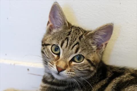 Lettie, gra Mixed Breed for adoption at Stockholms Katthem, Stockholms Katthem